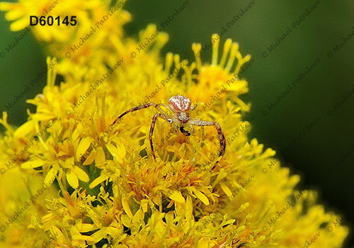 Goldenrod Crab Spider (Misumena vatia)